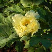 Paeonia x Yellow Emperor