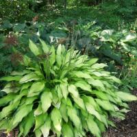 Hosta Pineapple Upside Down Cake