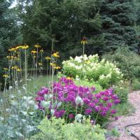 Rudbeckia maxima, Phlox pan. Nicky, Hydrangea p. Tardiva
