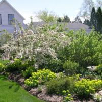 Malus Ann E, Euphorbia polychroma