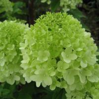 Hydrangea p. Limelight